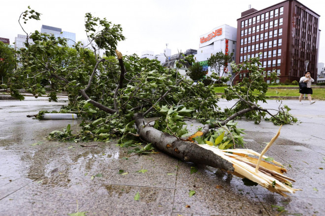 Cây ngã đổ trong bão Haishen. Ảnh: Kyodo