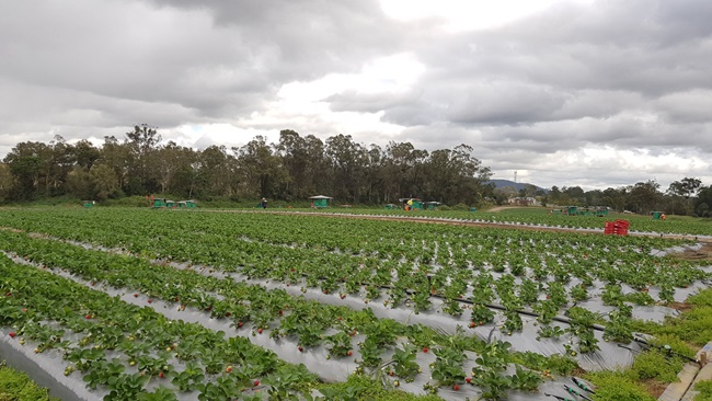 Với việc thiếu hụt nhân lực thu hoạch nông sản như vậy, Liên đoàn nông dân Australia đưa ra kế hoạch 10 điểm kêu gọi Chính phủ Australia thu hút lao động từ nước ngoài.
