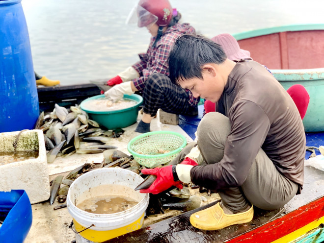 Theo người dân nơi đây, sò mai được đánh bắt từ tháng 6 đến tháng 9. Từ rạng sáng khoảng 3h, ngư dân đánh thuyền ra khơi đánh bắt cho đến 17h chiều thuyền sẽ cập bến tại cảng Cửa Sót.