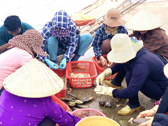 &nbsp;Dịp này, cứ đều đặn vào mỗi buổi chiều, người dân lại đổ ra cảng để chế biến sò mai. Nhiều gia đình có 2 - 3 người cùng làm, mỗi giờ cũng kiếm thêm được từ 50 -70 ngàn đồng.