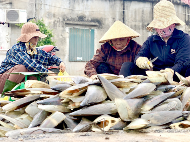 Những chủ thuyền nơi đây cho hay, những ngày qua lượng tàu thuyền đi khai thác sò mai rất nhiều.