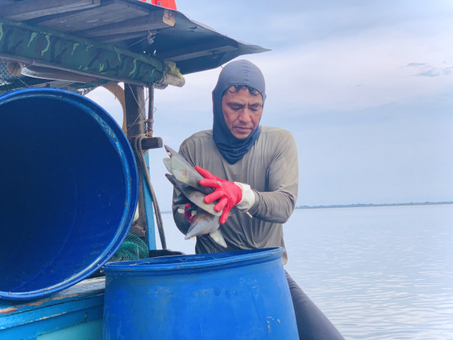 Còn anh Trần Văn Thìn (36 tuổi), một chủ thuyền đánh bắt sò mai chia sẻ, như hôm nay thuyền anh đánh bắt được gần 7 tạ sò mai. 10kg sò mai vỏ chế biến ra được 1kg cồi sò mai. Chi ít chuyến ra khơi lần này anh Thìn thu về 14 triệu đồng.&nbsp;