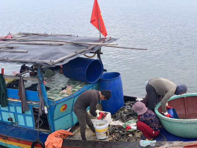 Những ngư dân sơ chế sò mai ngay trên thuyền vừa cập bến.