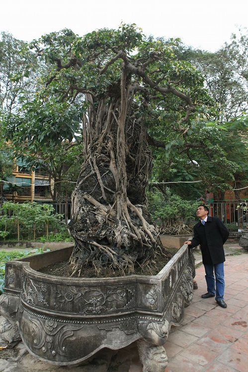 Dàn “siêu cây” triệu đô, đại gia đổi đất, đổi nhà cũng không thể sở hữu - 2