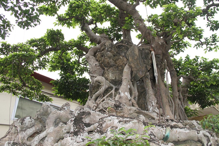 Dàn “siêu cây” triệu đô, đại gia đổi đất, đổi nhà cũng không thể sở hữu - 5