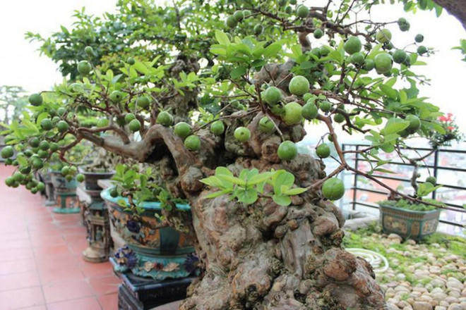 Cây ổi bonsai cổ thụ trăm năm tuổi nhận được sự quan tâm đặc biệt của dư luận nhờ hình dáng lạ mắt.