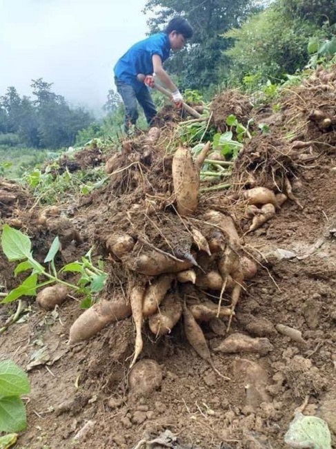 Người dân thu hoạch khoai sâm tại Y Tý - Ảnh: Trần Ngân.