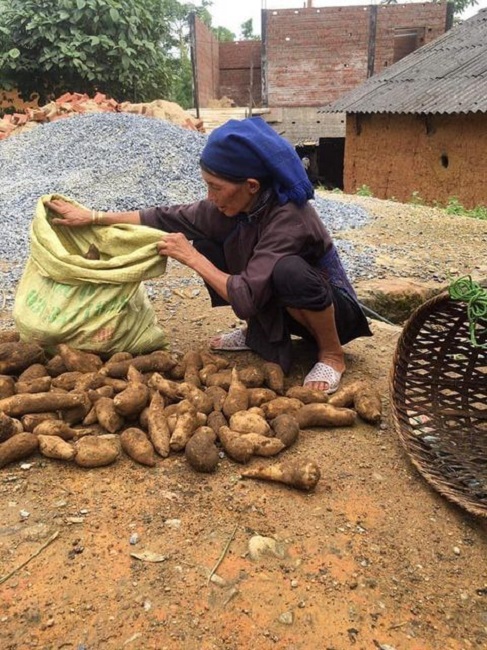 Khoai sâm cho năng suất cao, dễ chăm sóc và phù hợp với vùng đất cao trên 1.600 mét so với mực nước biển.