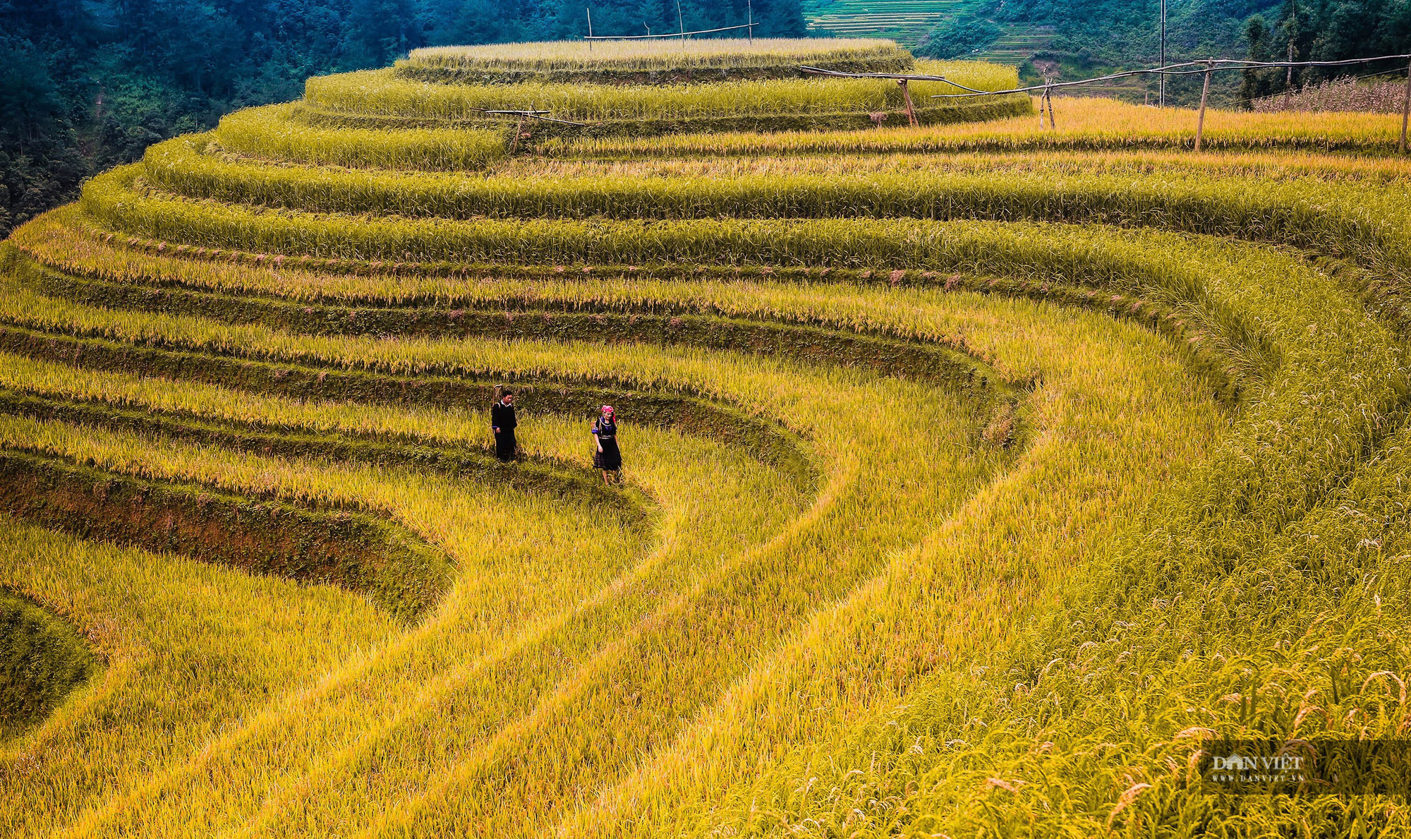 Những điểm ngắm lúa chín vàng đẹp ngất ngây ở phía Bắc - 2