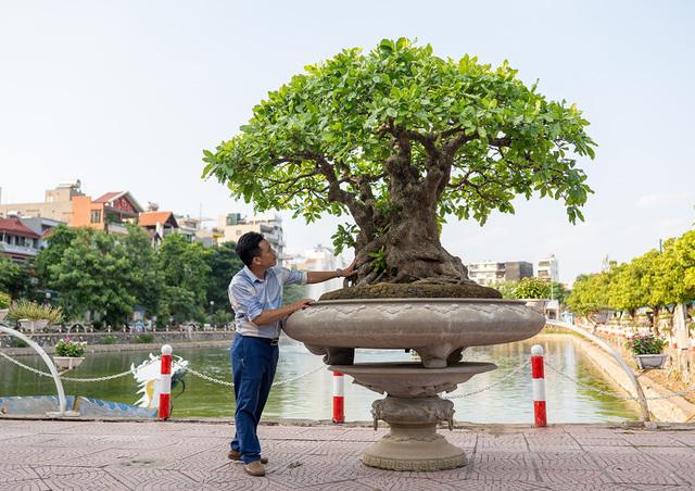 Cây lộc vừng này có 5 thân nên giới chơi sinh vật cảnh hay gọi là ngũ phúc