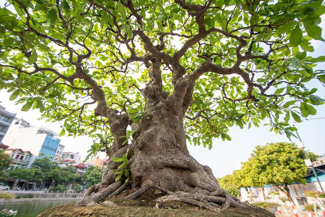 Cây lộc vừng này sở hữu bộ rễ hoành tráng, thuộc hàng cực phẩm