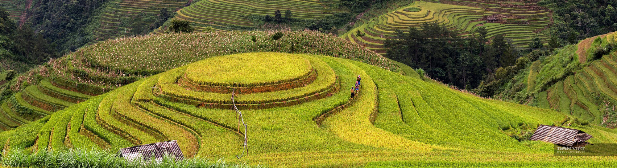 Những điểm ngắm lúa chín vàng đẹp ngất ngây ở phía Bắc - 3