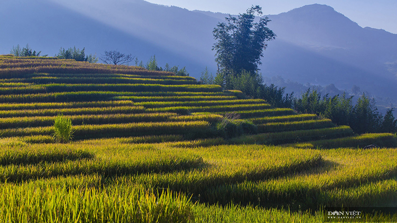 Những điểm ngắm lúa chín vàng đẹp ngất ngây ở phía Bắc - 12