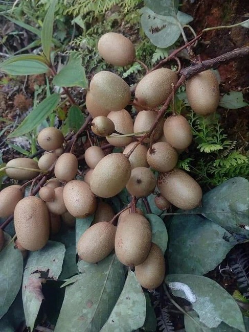 Thực tế quả kiwi rừng rất nhỏ và rất chua.