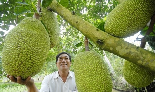 &nbsp;Mít Thái thường phù hợp với vùng đất có độ cao từ 400 mét đến 1.200 mét so với mực nước biển.