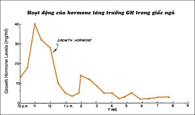 Thời gian hoạt động của hormone tăng trưởng GH