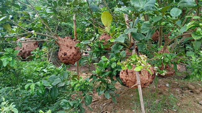 Khu vườn với hàng trăm tổ ong được “bày binh bố trận” treo lủng lẳng trên cành cây.