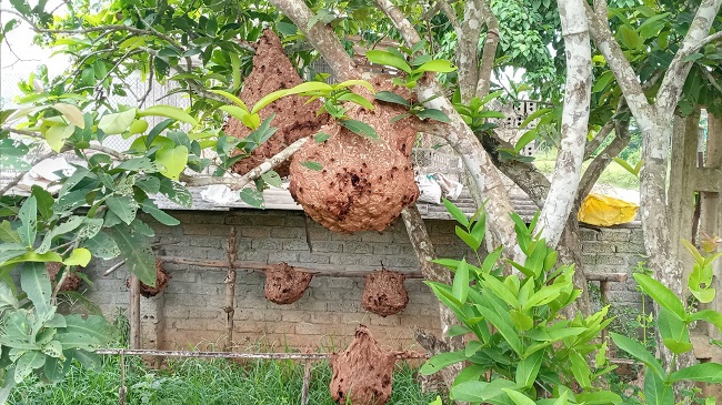 Từ khi mang ong về nuôi, các loại cây trong vườn hầu như không có sâu bọ.