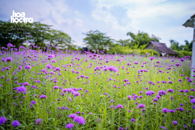 Hoa mang một vẻ đẹp nhẹ nhàng, duyên dáng, lãng mạn và đầy quyến rũ.