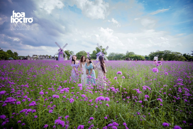 Hoa oải hương là một chi của loài hoa Lavender, có nguồn gốc từ Pháp. Đây là một trong những loài hoa được nhiều người yêu thích vì chứa đựng nhiều ý nghĩa đẹp về tình yêu đôi lứa.