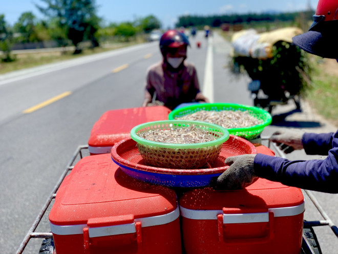 Trung bình mỗi ngày các tàu cá bắt được từ 1 - 3 tạ cá cơm. Hiện nay, giá cá cơm bán khoảng 500 ngàn đồng/tạ.