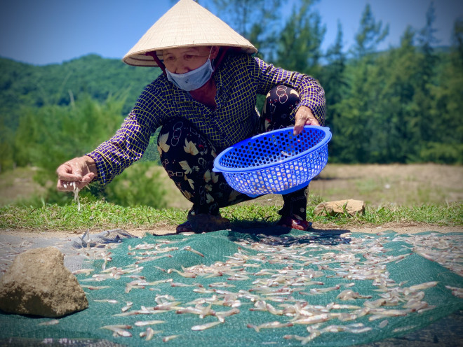 Những ngày này, người dân xã Cương Gián (Nghi Xuân) cũng trúng vụ cá cơm. Nhiều gia đình không còn đủ chỗ phơi cá đành đem ra đường để phơi tranh thủ lúc thời điểm buổi trưa nắng.