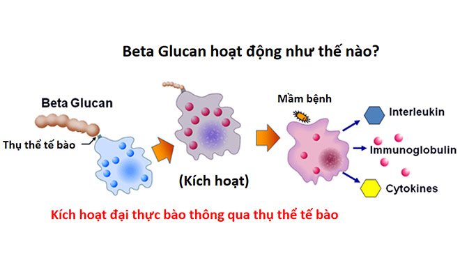 Cơ chế Beta-glucan tác động đến hệ miễn dịch
