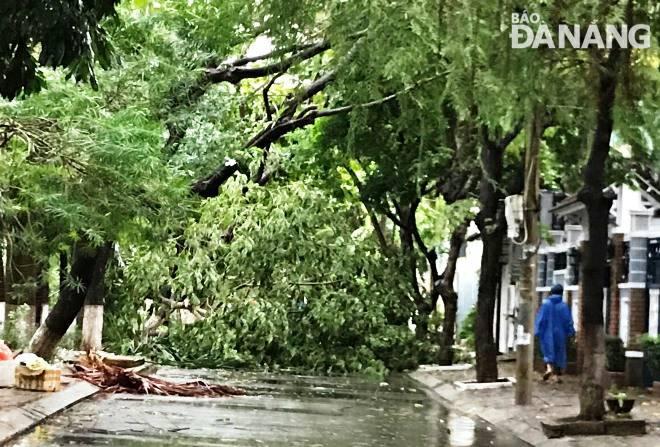 Mưa kèm dông lốc khiến nhiều cây xanh bị gãy đổ, gây ách tắc giao thông ở TP Đà Nẵng. Ảnh Báo Đà Nẵng.