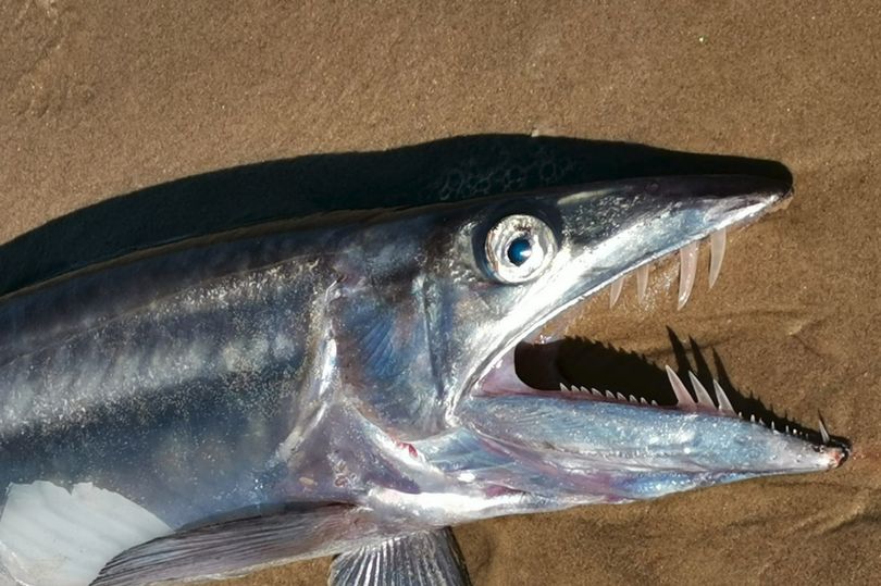 Loài cá có hàm răng sắc nhọn này thường sống ở dưới đáy biển sâu 2.000 mét.
