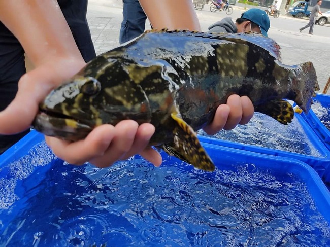 Cá mú rớt giá thê thảm