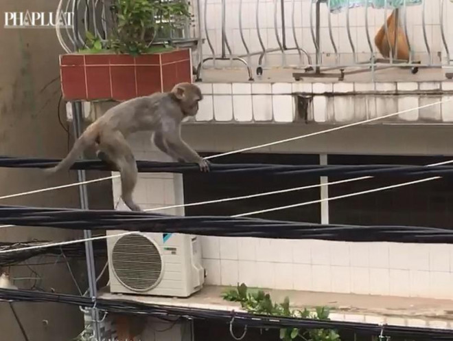 Chú khỉ nhỏ đu trên đường dây điện và cáp viễn thông trên đường Nguyễn Công Trứ (quận Bình Thạnh). Ảnh: Josie Turnbull