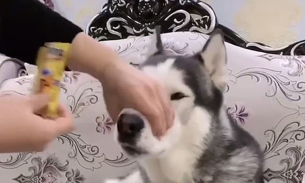 Chú chó husky tội nghiệp bị chủ nhét kẹo nổ vào miệng rồi giữ chặt miệng.