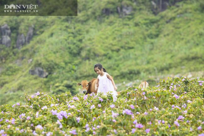 Cao Ly địa hình đồi thoai thoải, nhiều bãi cỏ, phong cảnh hoang sơ.