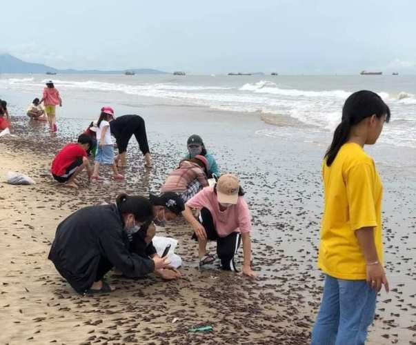 Người dân nhặt ốc biển ở Quảng Bình (Ảnh: người dân cung cấp)
