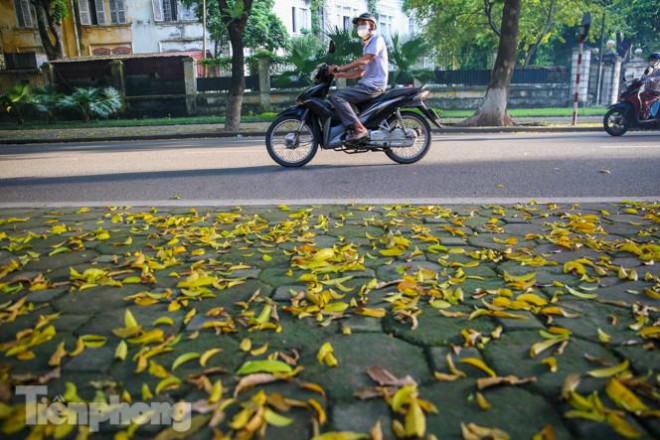 Con đường phủ đầy lá vàng được coi là "đặc sản" của Hà Nội trong thời tiết chuyển mình sang thu.