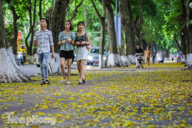 Lá phủ vàng con phố trong tiết trời chuyển sang thu ở Hà Nội - 5