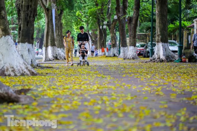 Lá phủ vàng con phố trong tiết trời chuyển sang thu ở Hà Nội - 6