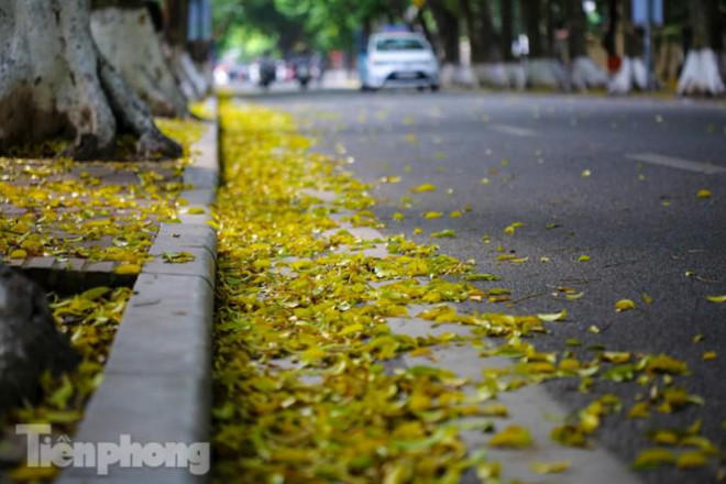 Lá phủ vàng con phố trong tiết trời chuyển sang thu ở Hà Nội - 9