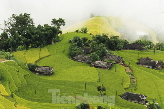 Ngất ngây áng mây bay trên những thửa ruộng bậc thang chín vàng ở Hà Giang - 3