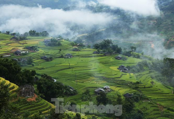 Ngất ngây áng mây bay trên những thửa ruộng bậc thang chín vàng ở Hà Giang - 4