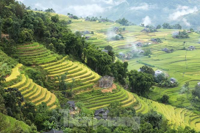 Ngất ngây áng mây bay trên những thửa ruộng bậc thang chín vàng ở Hà Giang - 5