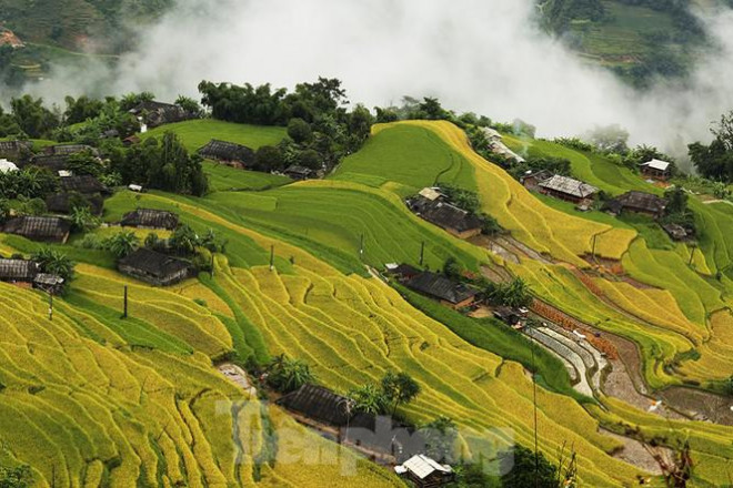 Ngất ngây áng mây bay trên những thửa ruộng bậc thang chín vàng ở Hà Giang - 6