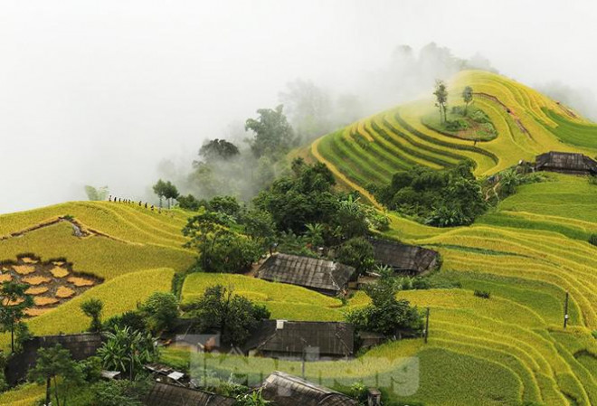 Ngất ngây áng mây bay trên những thửa ruộng bậc thang chín vàng ở Hà Giang - 7