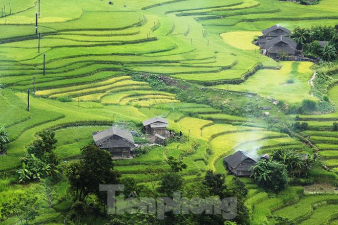 Ngất ngây áng mây bay trên những thửa ruộng bậc thang chín vàng ở Hà Giang - 8