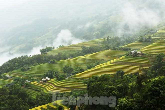 Ngất ngây áng mây bay trên những thửa ruộng bậc thang chín vàng ở Hà Giang - 9