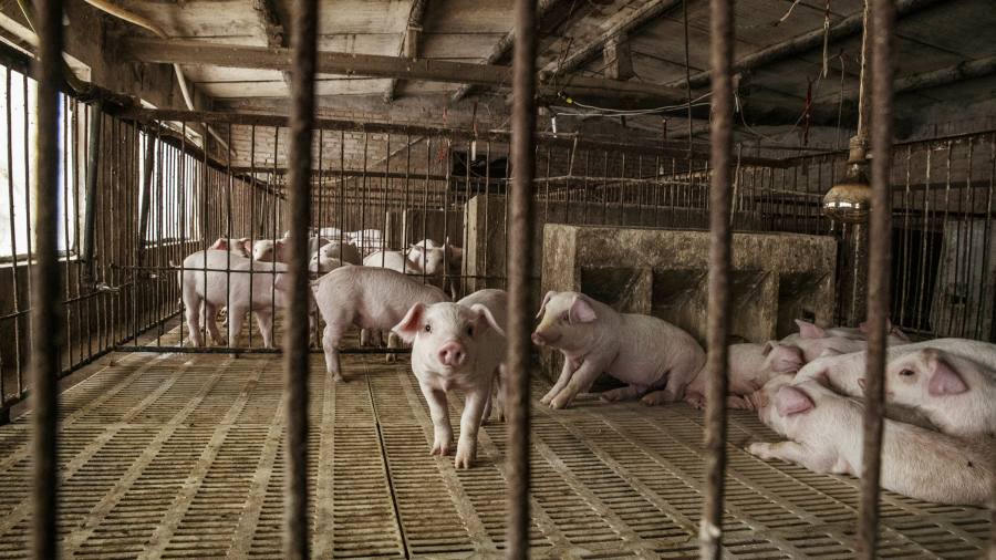 Kho dự trữ thịt lợn của Trung Quốc dần cạn kiệt giữa cơn bão giá liên tục leo thang - 1