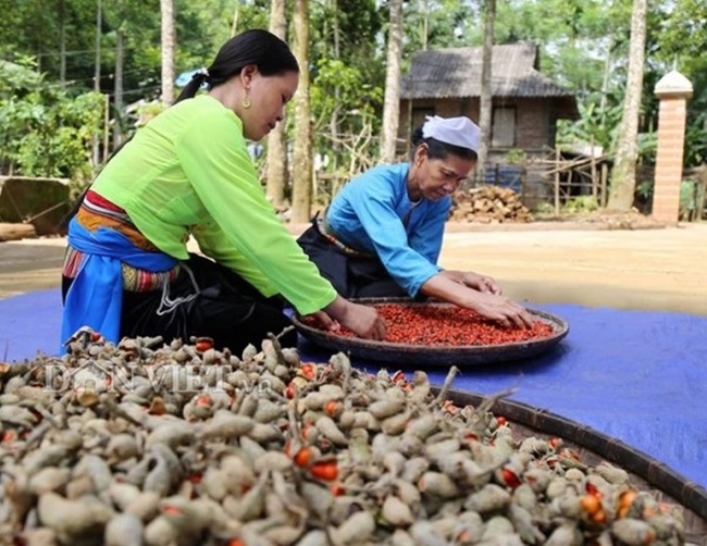 Chúng được ví như là &#34;vàng đen&#34; trong rừng. Hiện nay, thứ hạt này đã được xuất khẩu sang cả thị trường châu Âu.
