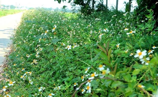 Hoa xuyến chi hay còn gọi là hoa đơn kim, hoa cúc áo là một loại cây dại có hoa trắng nhụy vàng rất quen thuộc với người dân Việt Nam. Bất cứ bờ cây bụi cỏ nào hầu như cũng có sự xuất hiện của hoa xuyến chi.
