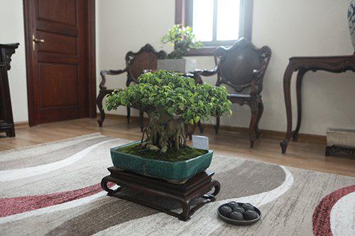 Tác phẩm bonsai nhỏ được kết hợp với những món đồ cổ rất đẹp mắt tạo nên một không gian vừa sang trọng lại dễ chịu, thể hiện sự tinh tế của gia chủ.