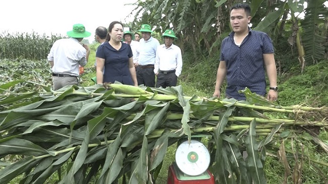 &nbsp;Người dân “khỏe người” bởi&nbsp;không mất nhiều công sức vận chuyển hay phơi phóng.